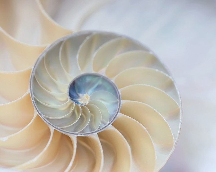 Tafelmusik 2019/20 Season. Nautilus Twirl, Elizabeth Hesp / Elizabeth Hesp Fine Art