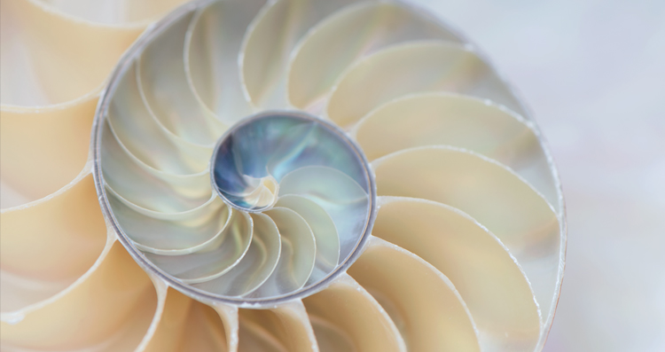 Photo: Nautilus Twirl, Elizabeth Hesp / Elizabeth Hesp Fine Art