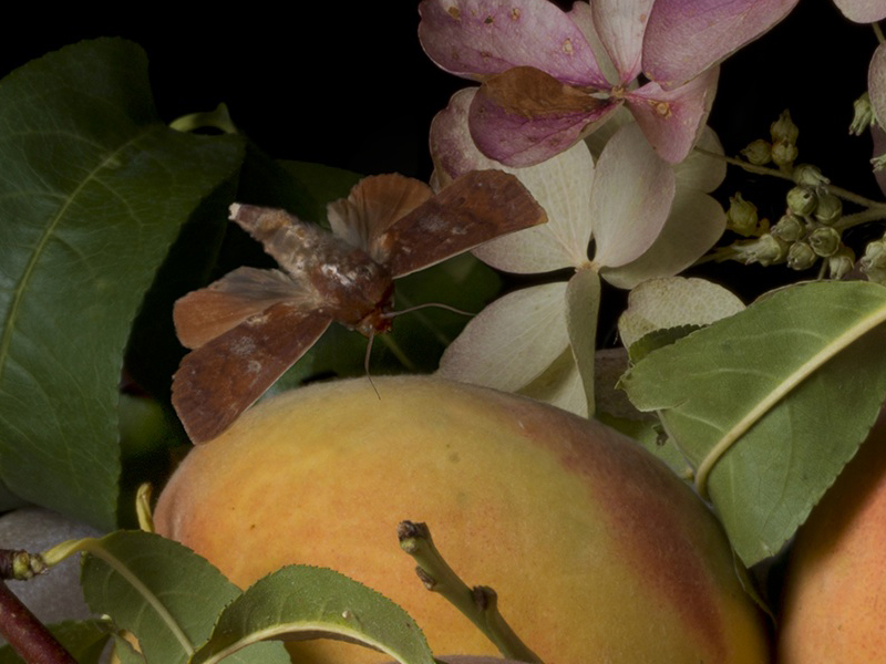 Peaches and Hydrangeas After G.G., (detail) by Paulette Tavormina