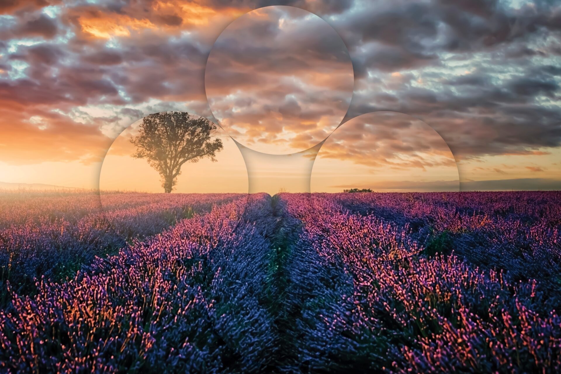 Field of lavender with a setting sun and tree in the distance