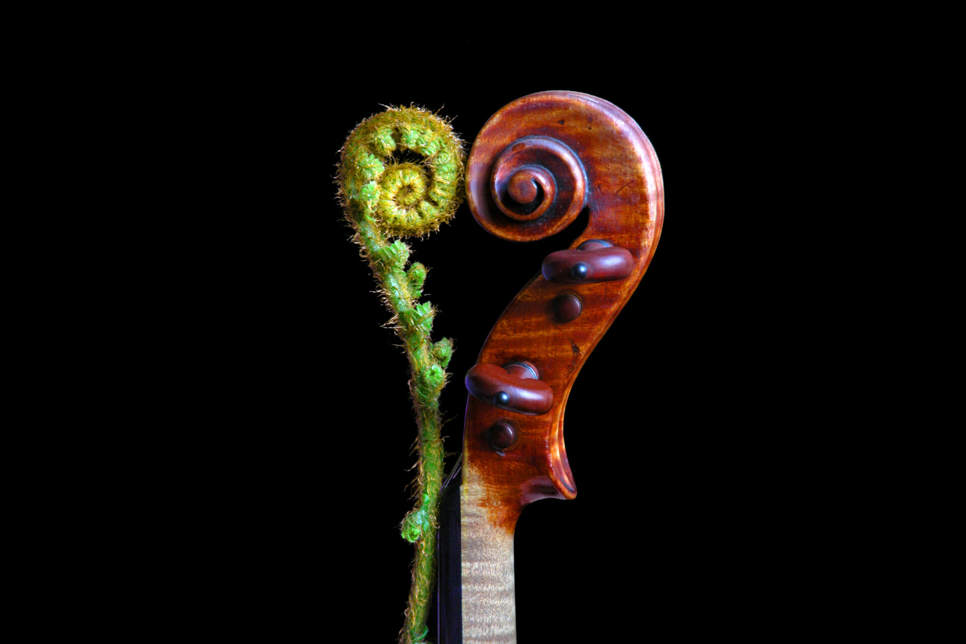 A fiddlehead fern placed against the head of a violin