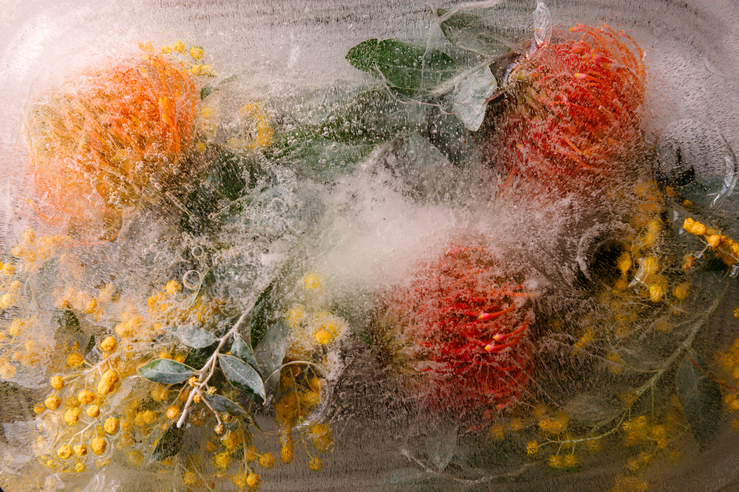 Yellow and orange flowers with green leaves frozen in a block of ice.