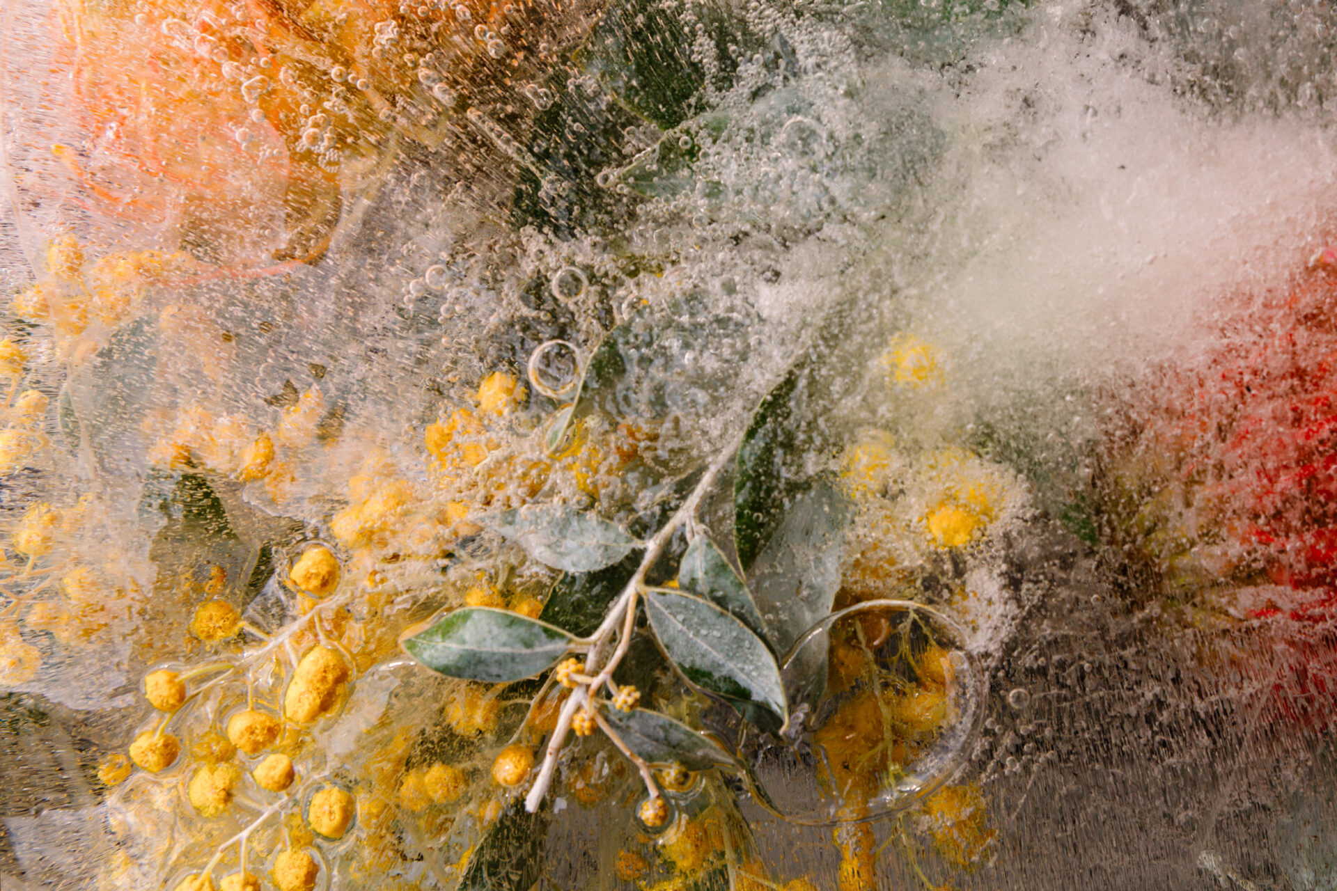 Yellow and orange flowers with green leaves frozen in a block of ice.