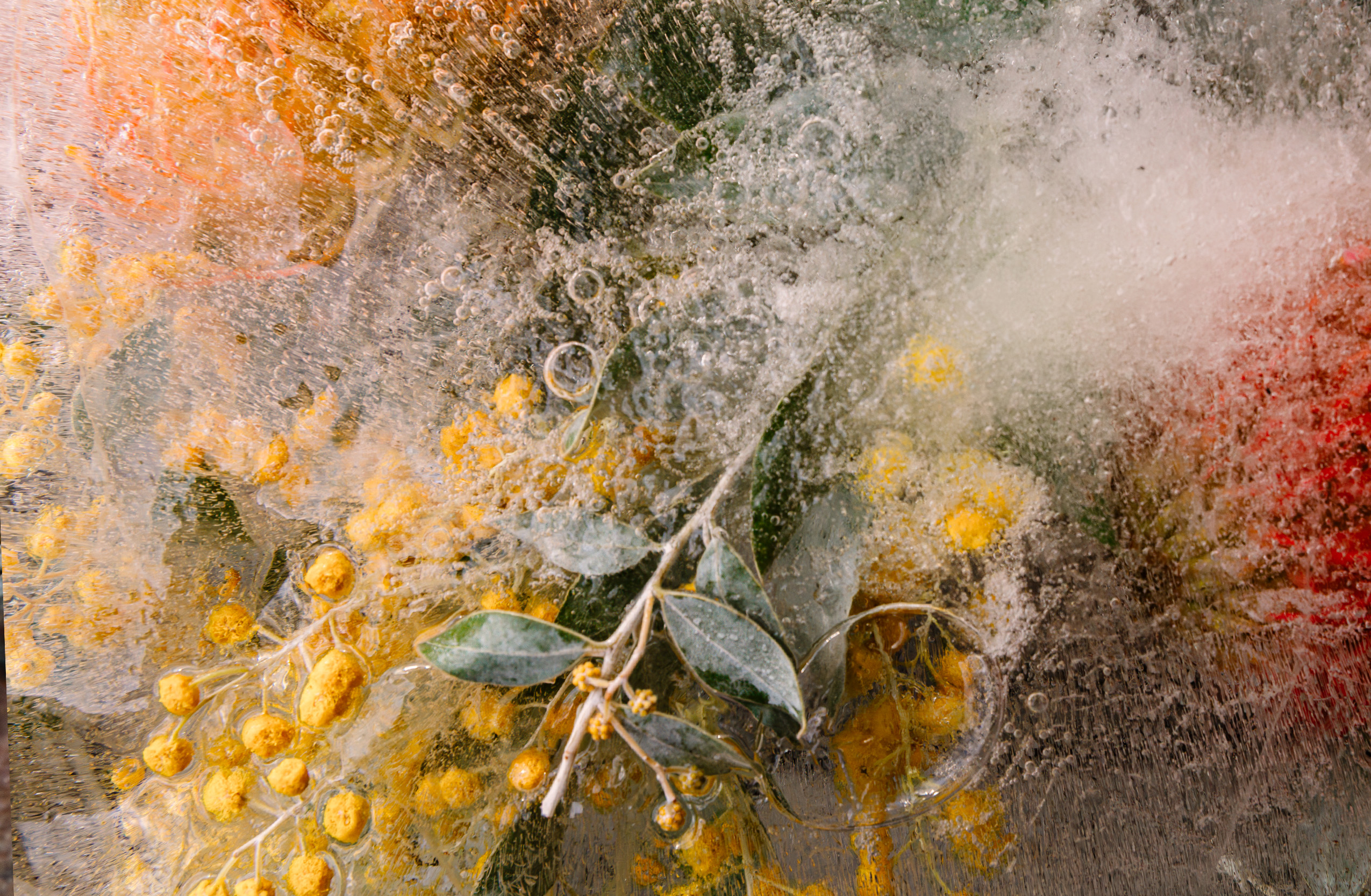 Yellow and orange flowers with green leaves frozen in a block of ice.