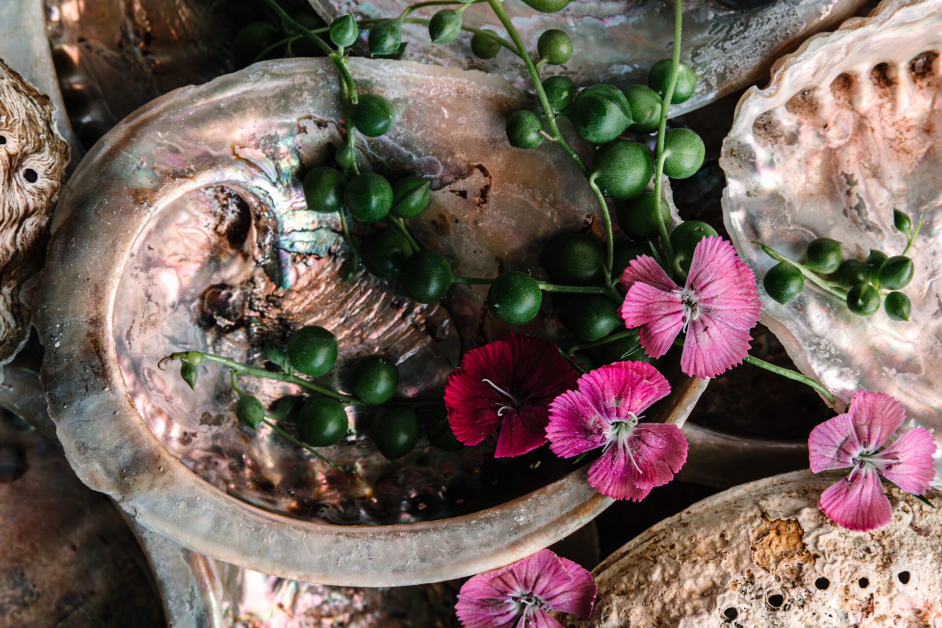 Pink flowers with green bulbous stems rest on top of iridescent shells.