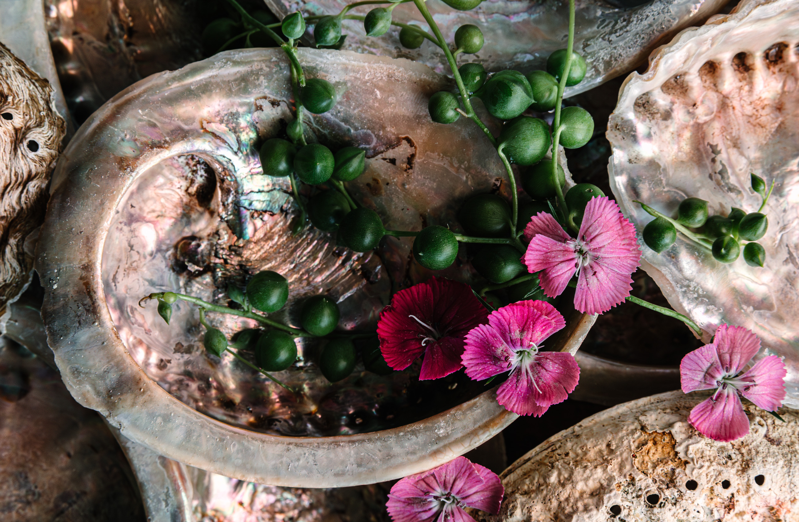 Pink flowers with green bulbous stems rest on top of iridescent shells.