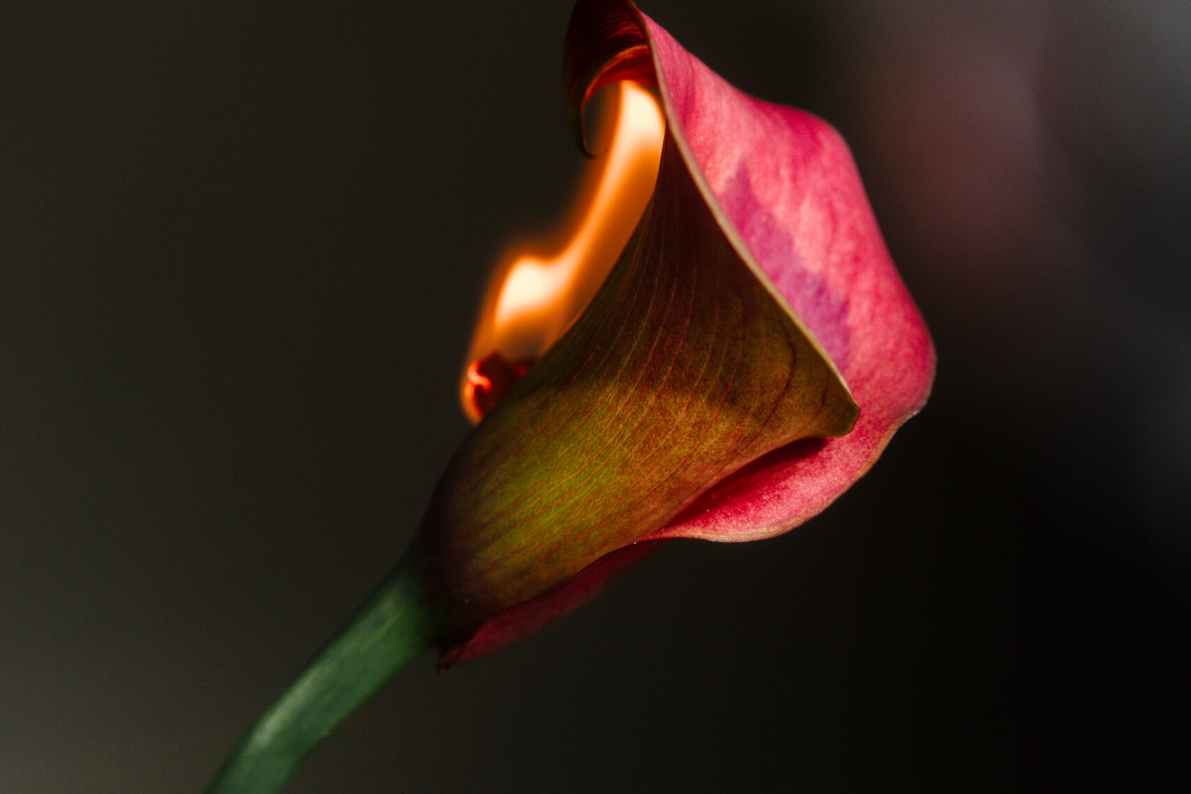 A pink lily with a flame burning along its left side on a dark background.