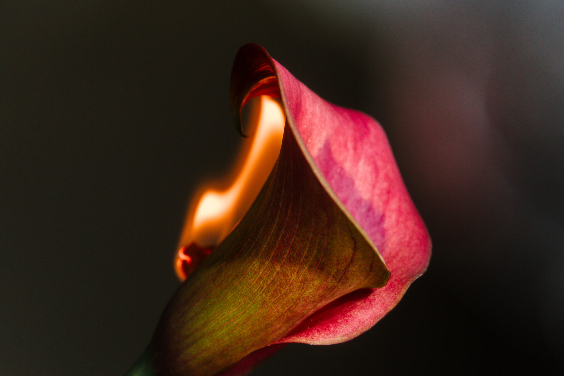 A pink lily with a flame burning along its left side on a dark background.