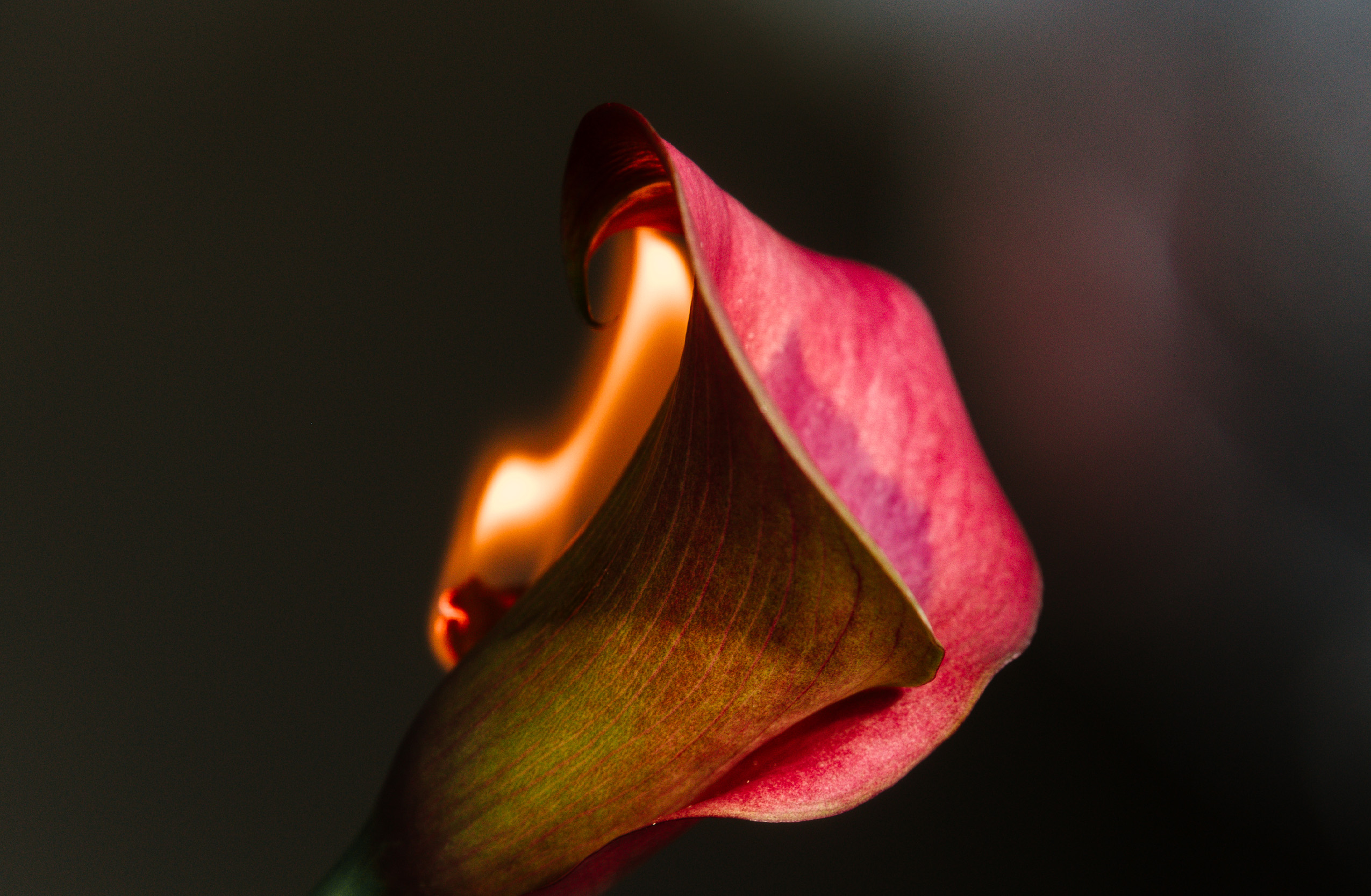 A pink lily with a flame burning along its left side on a dark background.