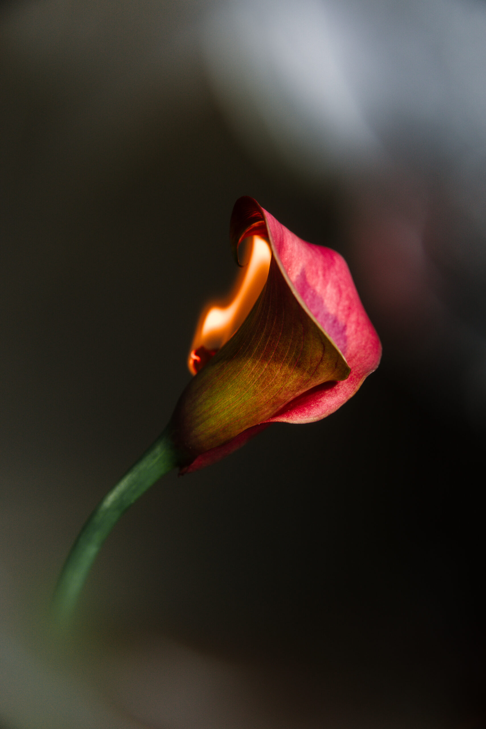 A pink lily with a flame burning along its left side on a dark background.