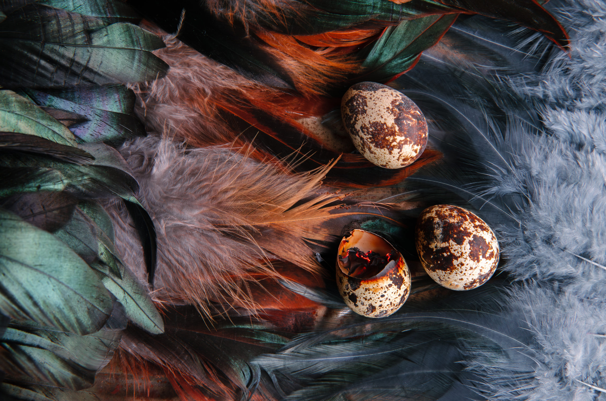 Three brown and white speckled eggs rest on feathers. One egg is cracked and burnt with heat glowing at it's edges.