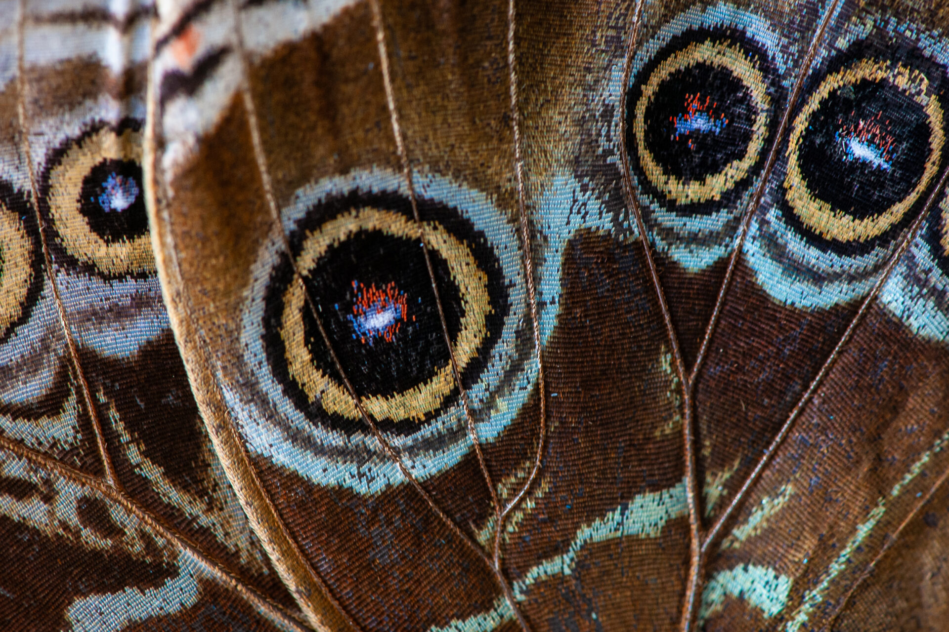 A close-up of a butterfly wing with brown and blue patterns.