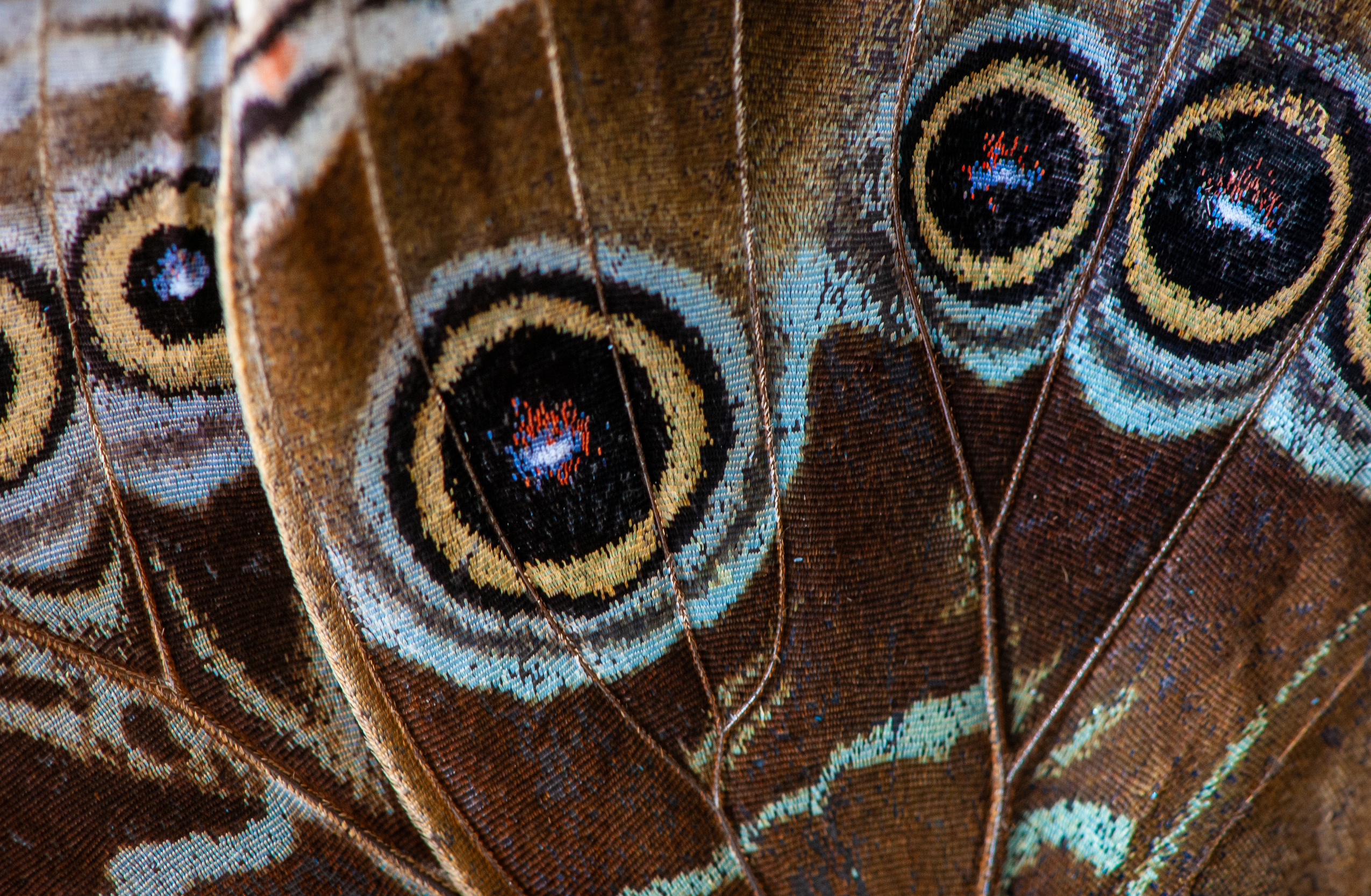 A close-up of a butterfly wing with brown and blue patterns.