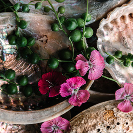 Pink flowers with green bulbous stems rest on top of iridescent shells.