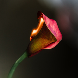 A pink lily with a flame burning along its left side on a dark background.